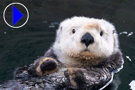 aquarium webcam|Sea Otter Webcam 